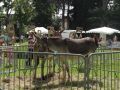 fete 2016 (127).jpg